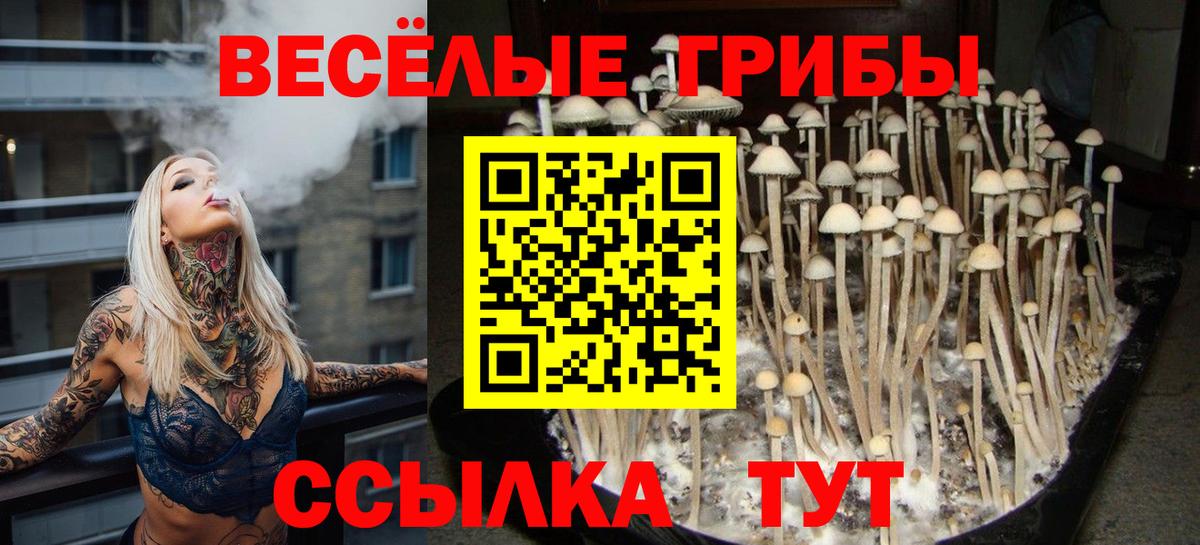Галлюциногенные грибы Psilocybe  Вход с VPN  Волоколамск 